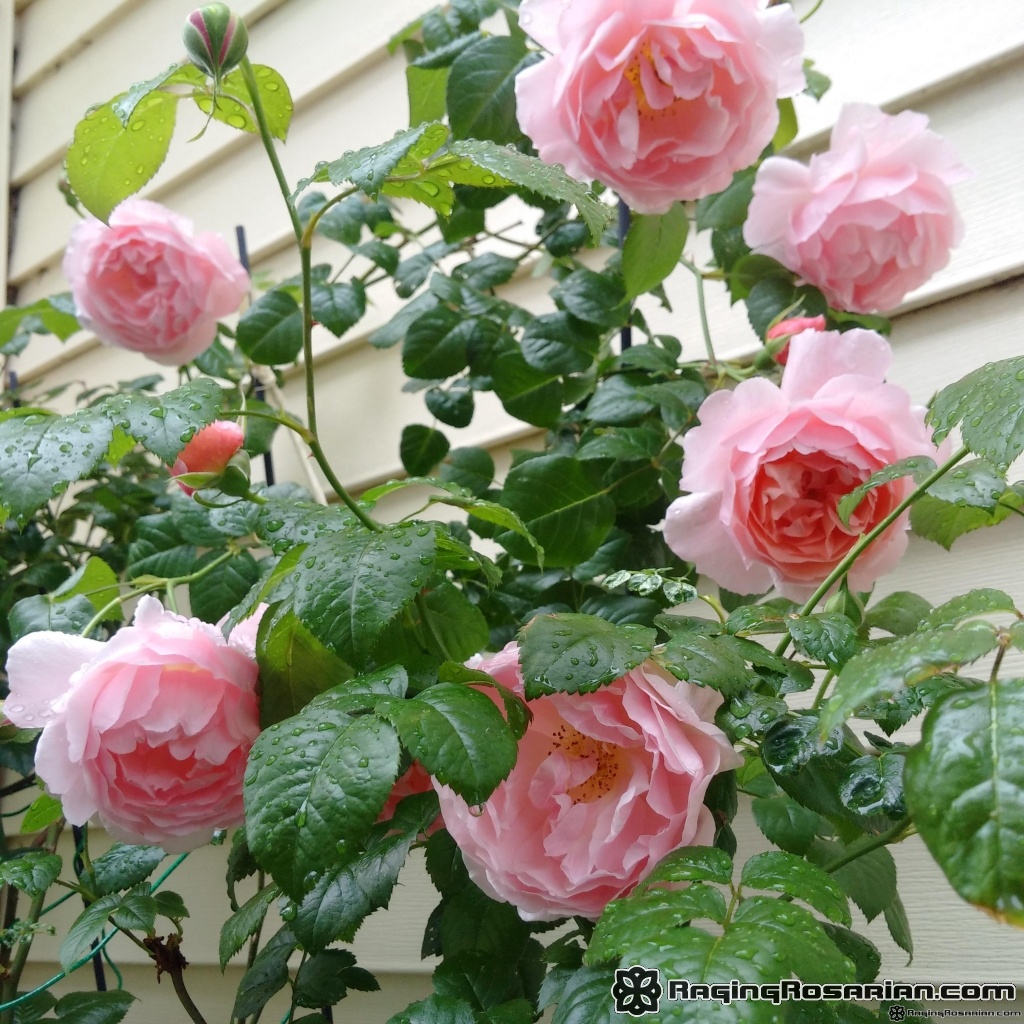 Strawberry Hill – Raging Rosarian